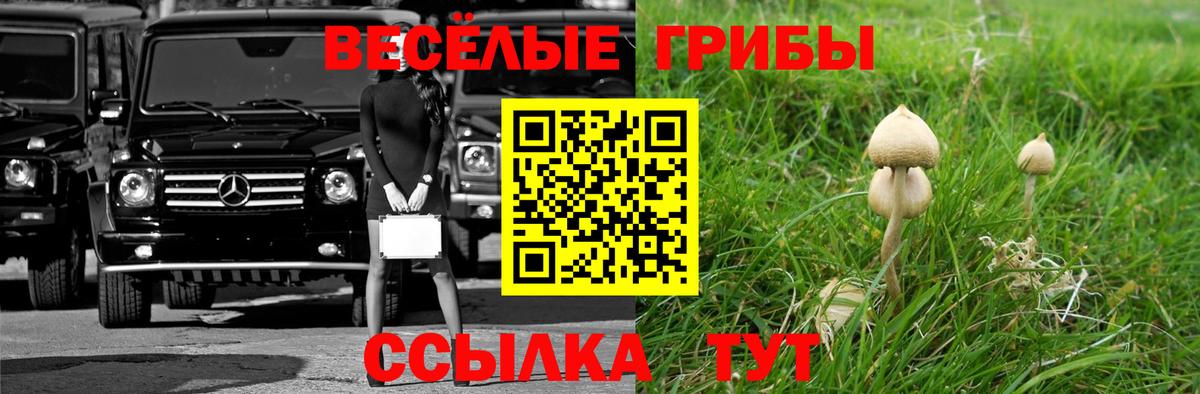 Жуковский  Галлюциногенные грибы Cubensis  Вход с VPN 